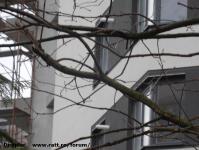 Imagine atasata: Uranus Plaza - 2015.03.02 - 04.jpg